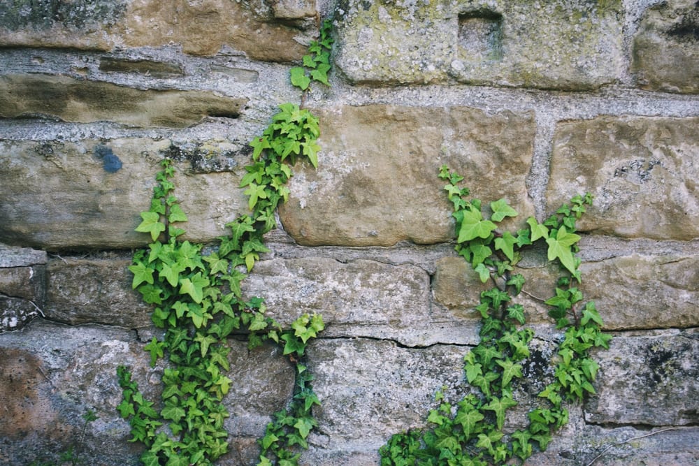 Complete guide to ivy care Patch Plants
